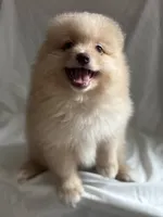 Fern, a male Pomeranian for sale in Greenville, SC – 1 of 8
