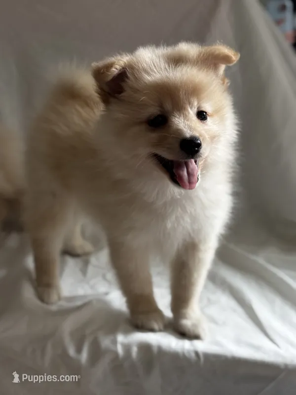 Blue – Pomeranian puppy for sale in Greenville, SC