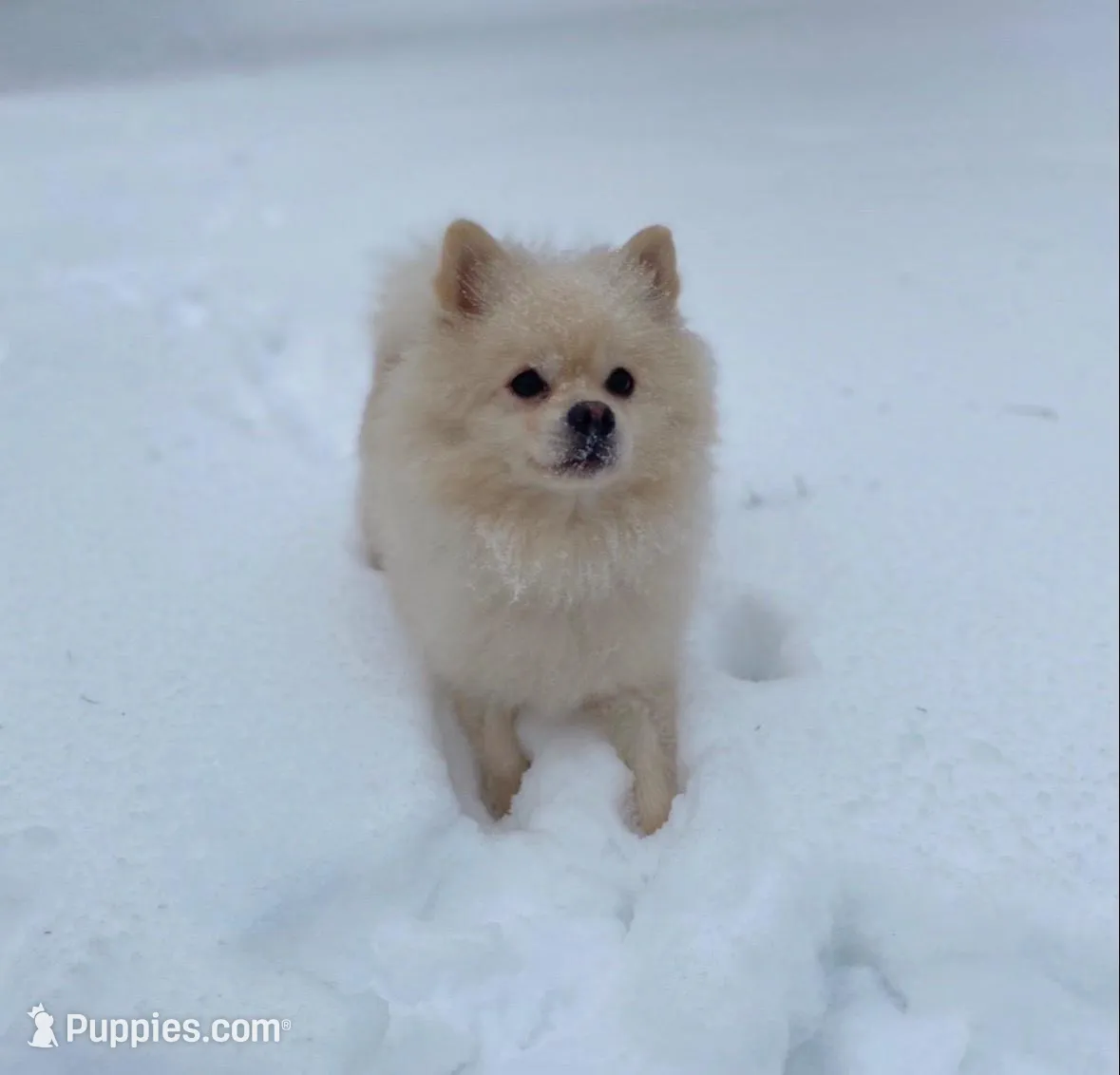 Lucy, a female Pomeranian for sale in Greenville, SC – Photo 4 of 5