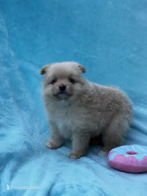 Fern – Pomeranian puppy for sale in Greenville, SC