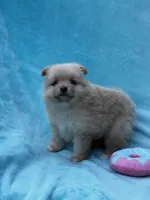 Fern, a male Pomeranian for sale in Greenville, SC – 4 of 8