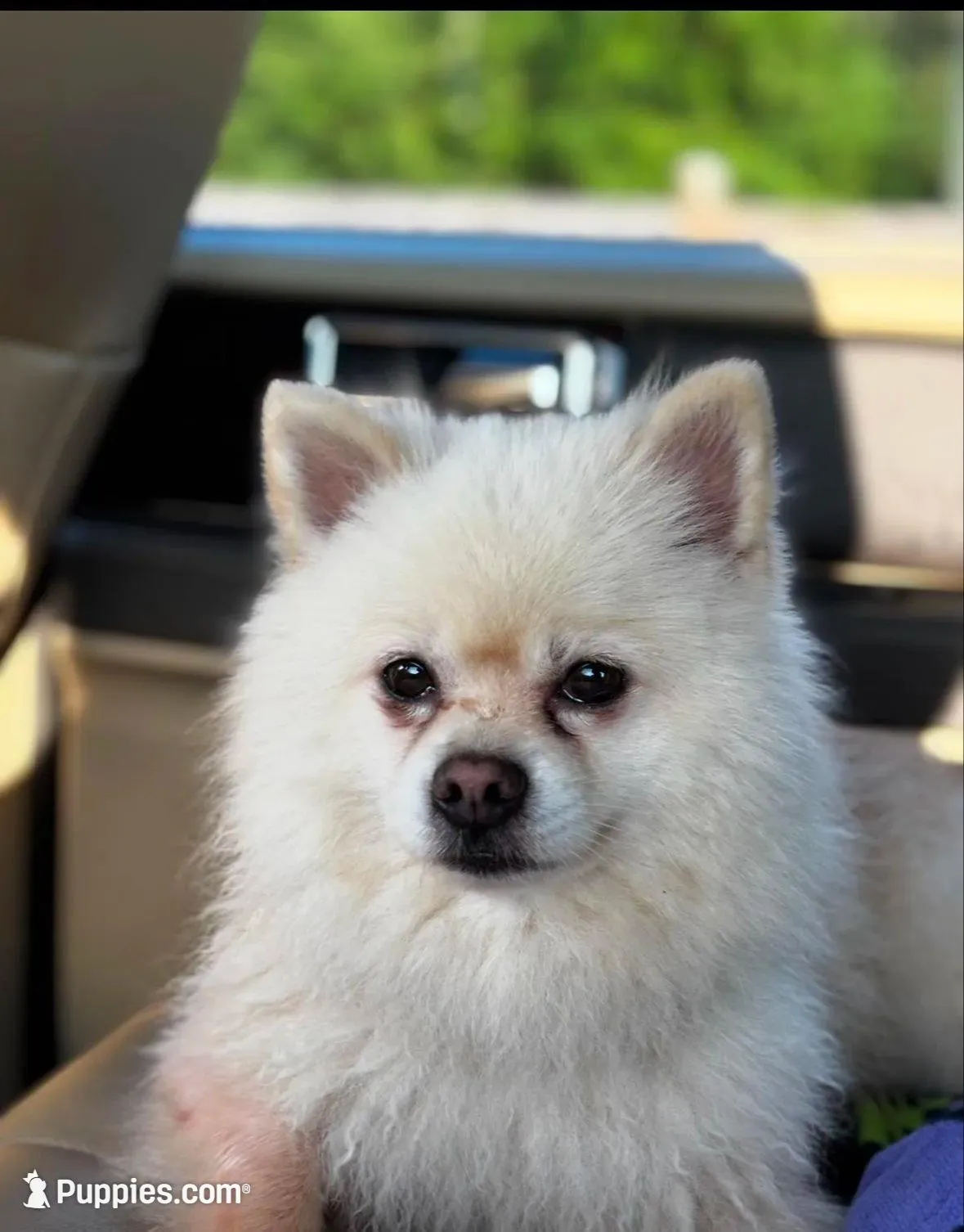 Gold male, a male Pomeranian for sale in Greenville, SC – Photo 3 of 5