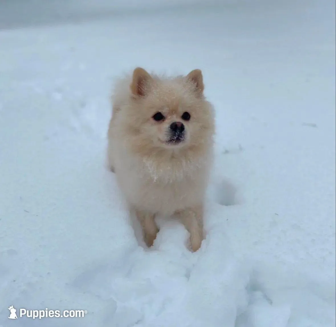 Gold male, a male Pomeranian for sale in Greenville, SC – Photo 2 of 5