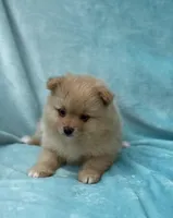 Fern, a male Pomeranian for sale in Greenville, SC – 3 of 8