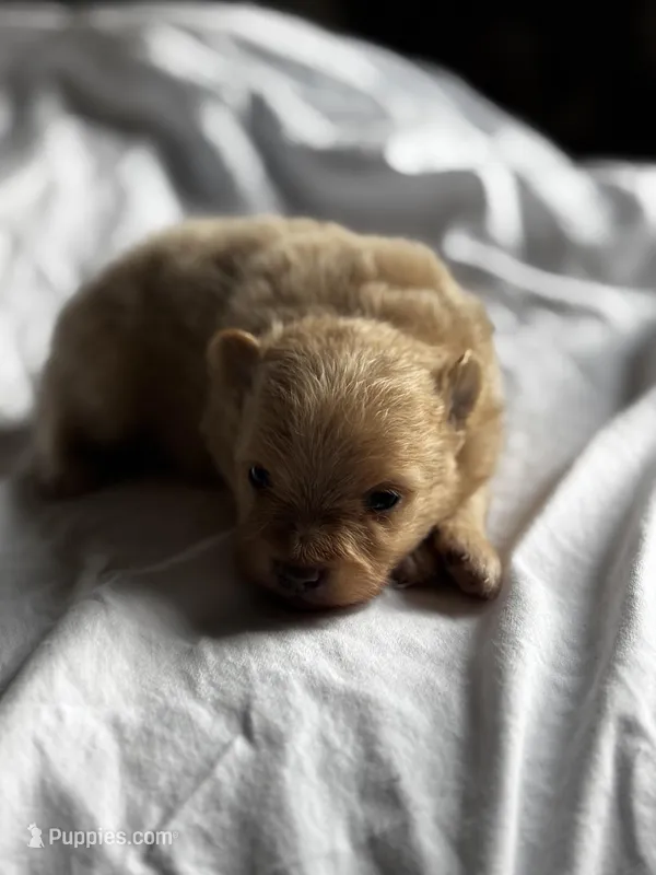 Fern – Pomeranian puppy for sale in Greenville, SC