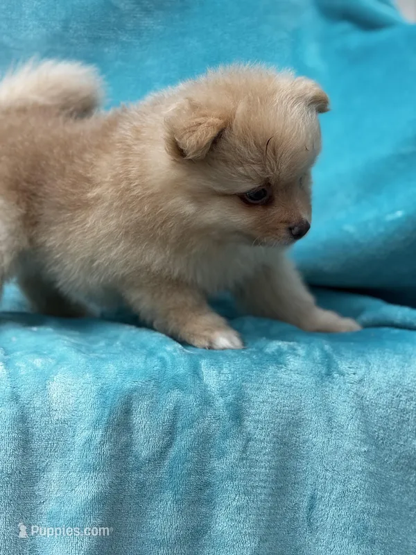 Fern – Pomeranian puppy for sale in Greenville, SC