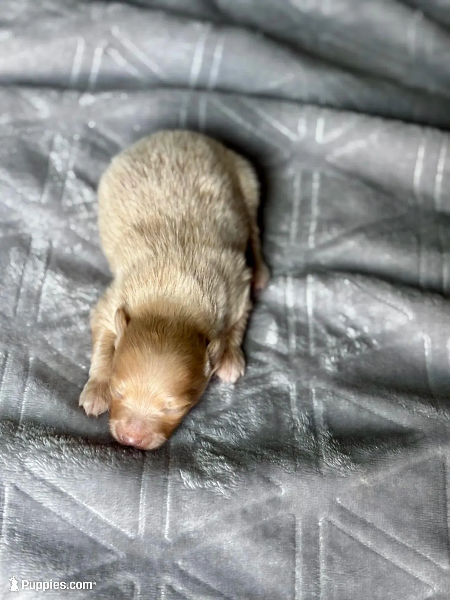 Gold male, a male Pomeranian for sale in Greenville, SC – Photo 4 of 5