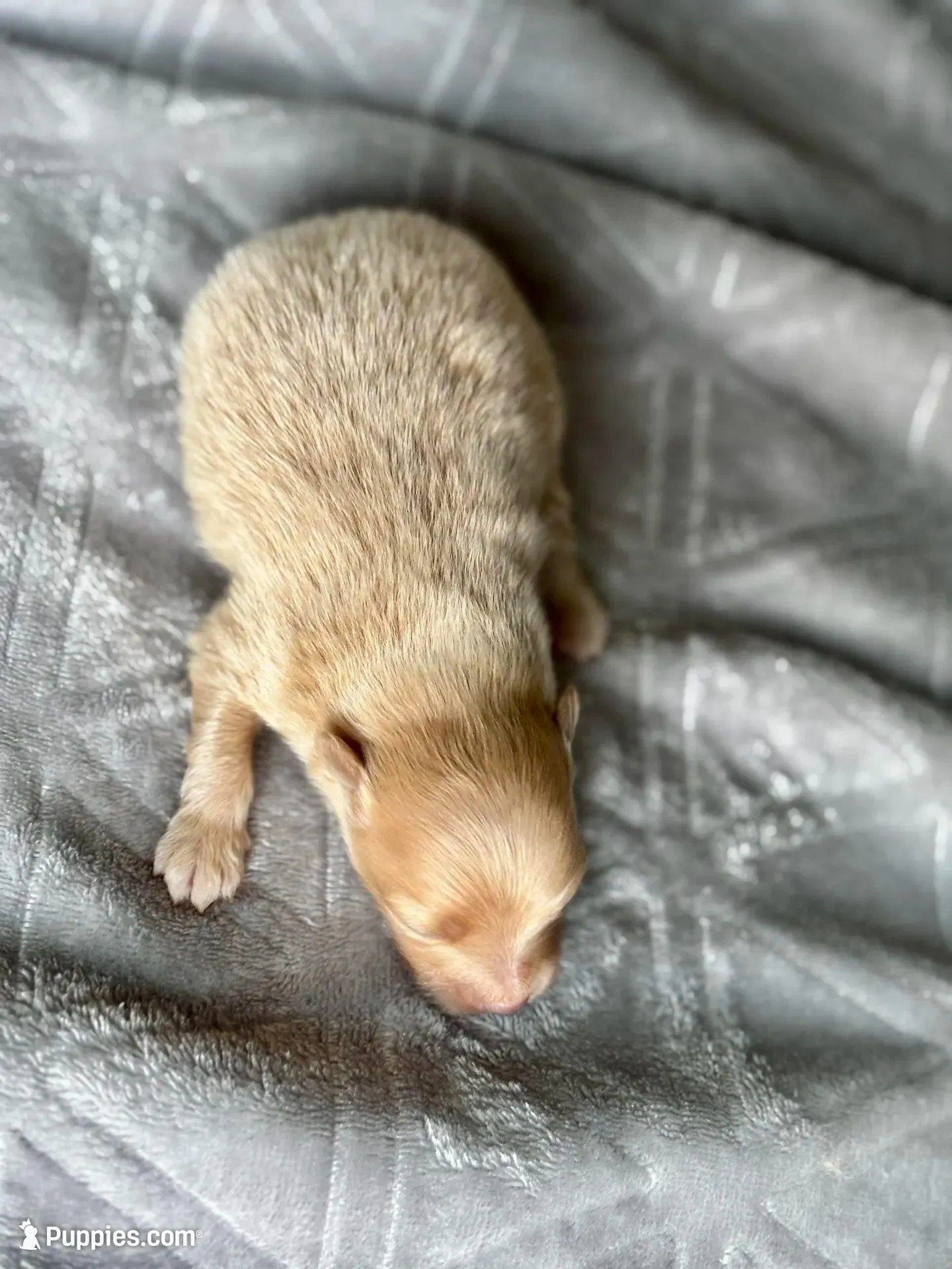 Gold male, a male Pomeranian for sale in Greenville, SC – Photo 5 of 5