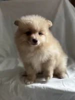 Fern, a male Pomeranian for sale in Greenville, SC – 8 of 8