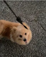 Frappuccino, a female Pomeranian for sale in Greenville, SC – Photo 4 of 8