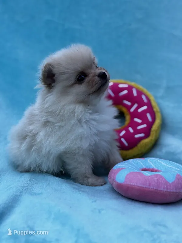 Pom – Pomeranian puppy for sale in Greenville, SC