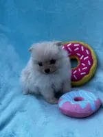 Frappuccino, a female Pomeranian for sale in Greenville, SC – Photo 2 of 8