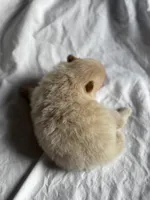 Frappuccino, a female Pomeranian for sale in Greenville, SC – Photo 5 of 8