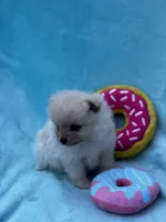 Frappuccino, a female Pomeranian for sale in Greenville, SC – Photo 8 of 8