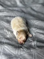 Frappuccino, a female Pomeranian for sale in Greenville, SC – Photo 6 of 8