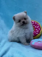 Frappuccino, a female Pomeranian for sale in Greenville, SC – Photo 7 of 8