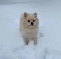 Frappuccino, a female Pomeranian for sale in Greenville, SC – Photo 3 of 8