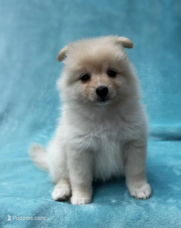 Blue – Pomeranian puppy for sale in Greenville, SC