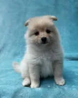 Blue, a female Pomeranian for sale in Greenville, SC – Photo 1 of 6