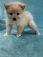 Blue, a female Pomeranian for sale in Greenville, SC – Photo 3 of 6