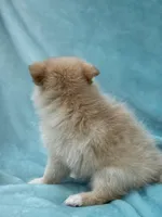 Blue, a female Pomeranian for sale in Greenville, SC – Photo 6 of 6