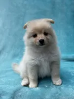 Blue, a female Pomeranian for sale in Greenville, SC – Photo 5 of 6