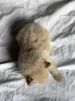 Blueberry , a female Pomeranian for sale in Greenville, SC – Photo 6 of 7