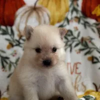 Poms, a female Pomeranian for sale in Greenville, SC – Photo 8 of 8