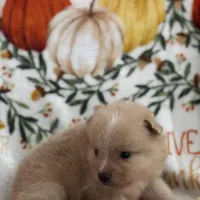 Poms, a female Pomeranian for sale in Greenville, SC – Photo 4 of 8