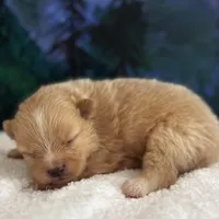 Poms, a female Pomeranian for sale in Greenville, SC – Photo 5 of 8