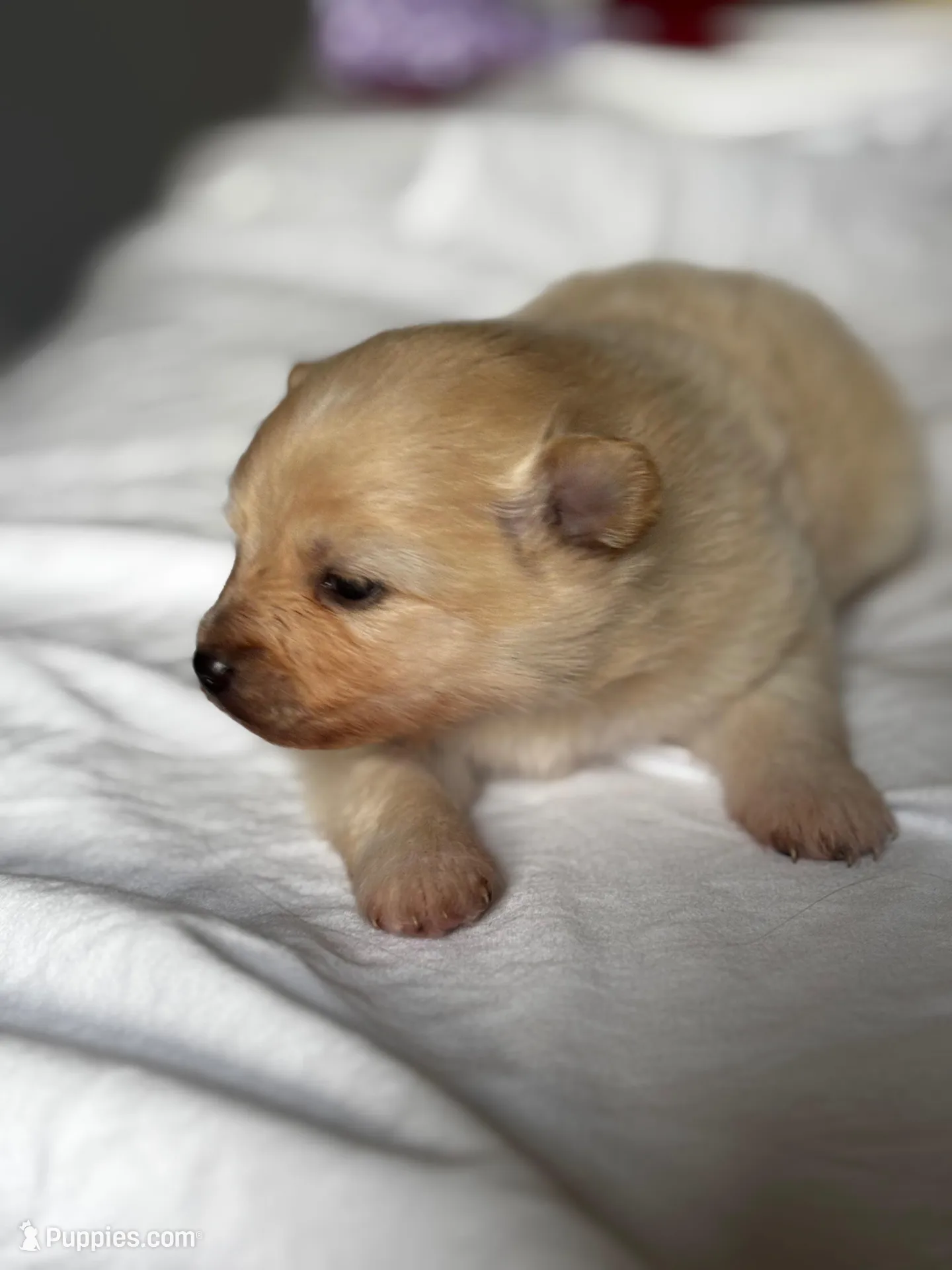 Blueberry , a female Pomeranian for sale in Greenville, SC – Photo 1 of 7