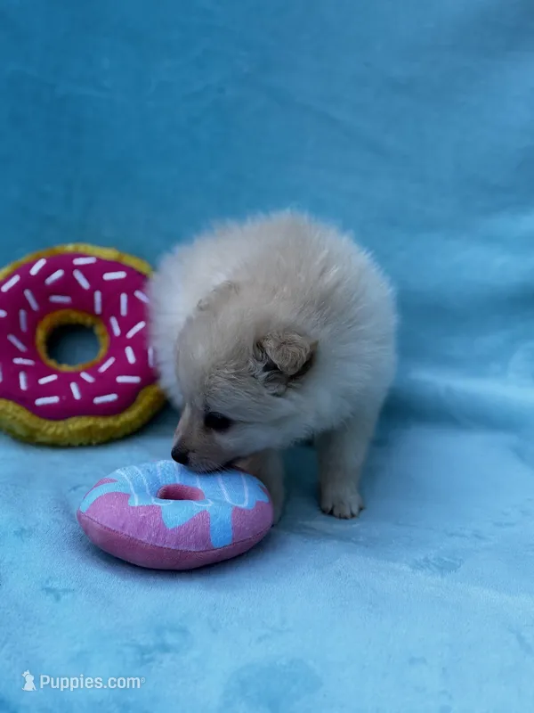 Blueberry  – Pomeranian puppy for sale in Greenville, SC