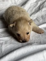 Blueberry , a female Pomeranian for sale in Greenville, SC – Photo 7 of 7