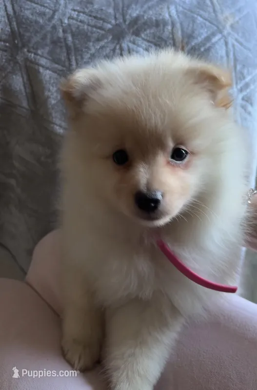 Poms – Pomeranian puppy for sale in Greenville, SC