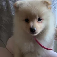 Poms, a female Pomeranian for sale in Greenville, SC – Photo 1 of 8