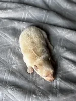 Lucy, a female Pomeranian for sale in Greenville, SC – Photo 5 of 5