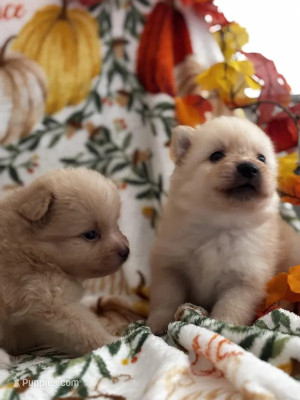 Lucy – Pomeranian puppy for sale in Greenville, SC