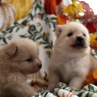 Poms, a female Pomeranian for sale in Greenville, SC – Photo 3 of 8