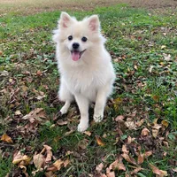 Poms, a female Pomeranian for sale in Greenville, SC – Photo 2 of 8