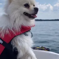 Poms, a female Pomeranian for sale in Greenville, SC – Photo 6 of 8