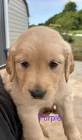 Purple , a female Golden Retriever for sale in Knoxville, TN – 2 of 4