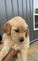 Orange, a female Golden Retriever for sale in Knoxville, TN – 4 of 6