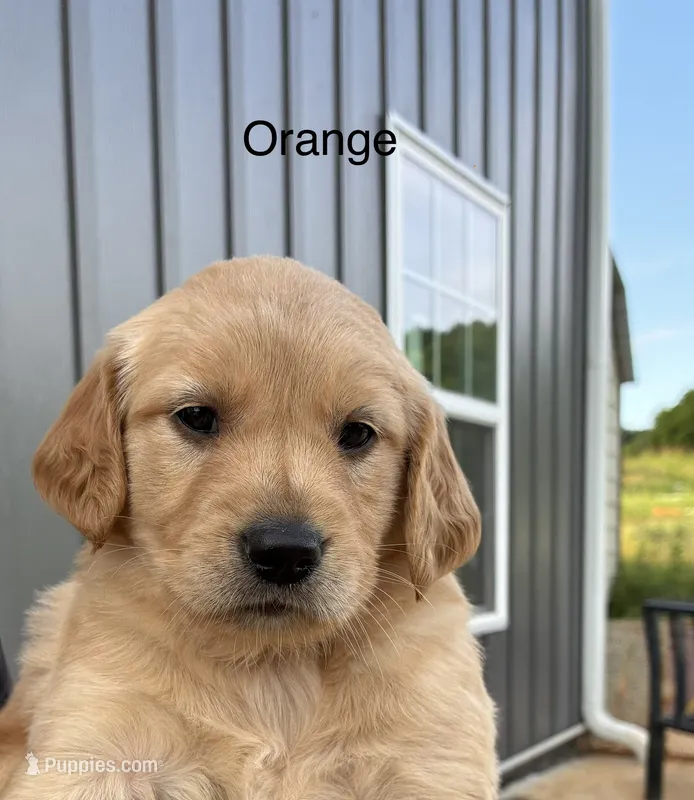 Orange – Golden Retriever puppy for sale in Knoxville, TN