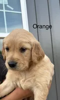 Orange, a female Golden Retriever for sale in Knoxville, TN – 3 of 6
