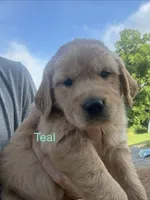 Teal , a female Golden Retriever for sale in Knoxville, TN – 2 of 4