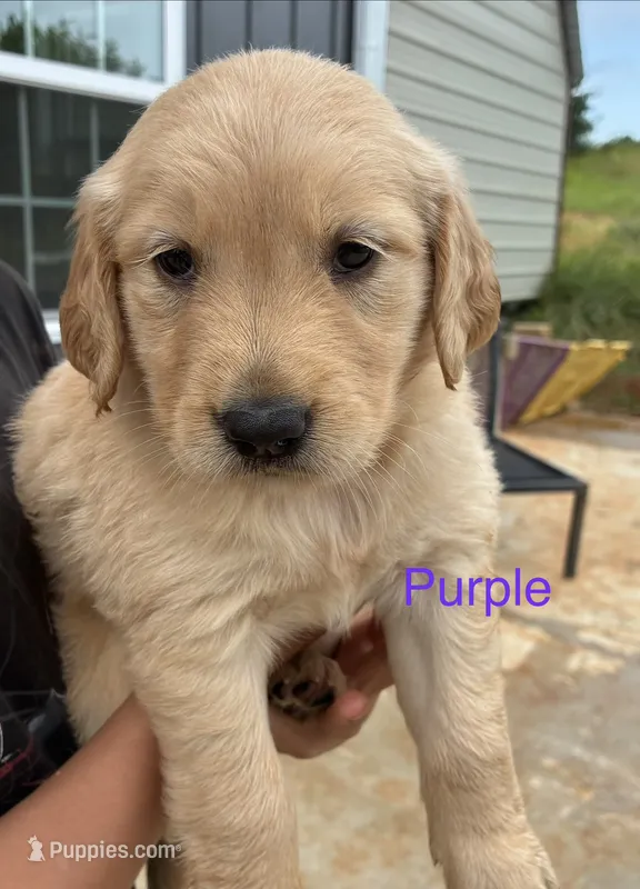Purple  – Golden Retriever puppy for sale in Knoxville, TN