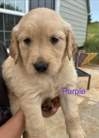 Purple , a female Golden Retriever for sale in Knoxville, TN – 1 of 4