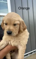 Orange, a female Golden Retriever for sale in Knoxville, TN – 6 of 6