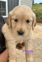 Purple , a female Golden Retriever for sale in Knoxville, TN – 3 of 4