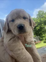 Teal , a female Golden Retriever for sale in Knoxville, TN – 3 of 4